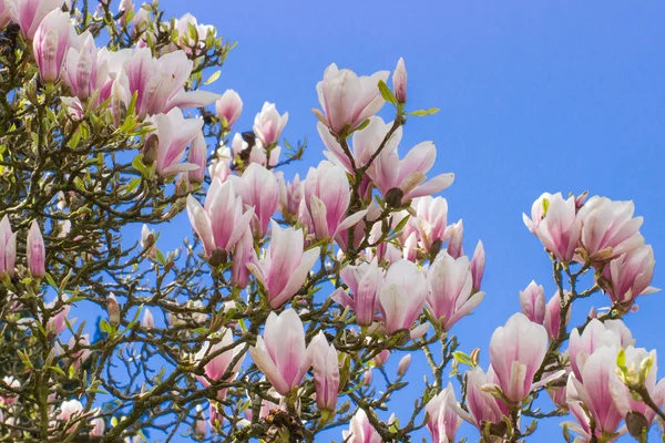 Цветущие цветы магнолии на голубом фоне неба, весна — стоковое фото