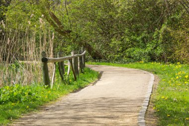Yol ve güneşli bahçe veya park, bahar, ağaçlar