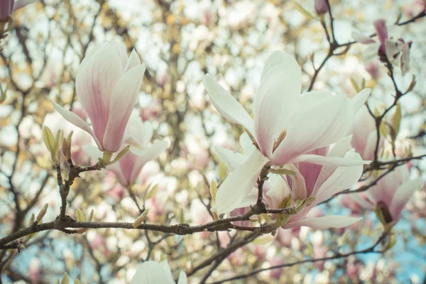 ビンテージ写真、日当たりの良い庭や公園、春に咲くカラフルなモクレンの花 — ストック写真