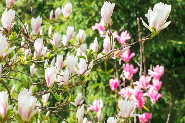 日当たりの良い庭や公園、春に咲くカラフルなモクレンの花 — ストック写真