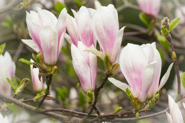 Kwitnące kwiaty magnolia kolorowy w ogrodzie lub parku, wiosenny — Zdjęcie stockowe