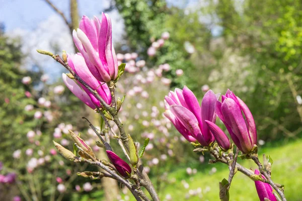 日当たりの良い庭や公園、春に咲くカラフルなモクレンの花 — ストック写真