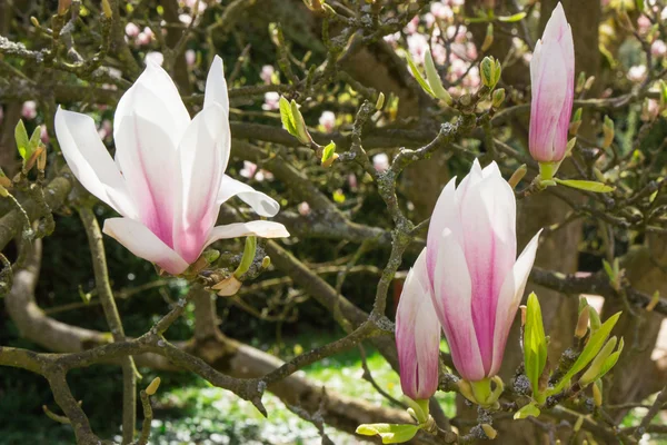 日当たりの良い庭や公園、春に咲くカラフルなモクレンの花 — ストック写真