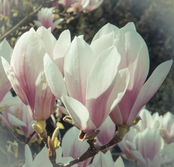 Archiwalne zdjęcie, Blooming magnolia kolorowy kwiaty w ogrodzie lub parku, wiosna — Zdjęcie stockowe