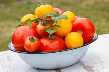 Domates yeşil yaprakları Bahçe metal kapta güneşli günde