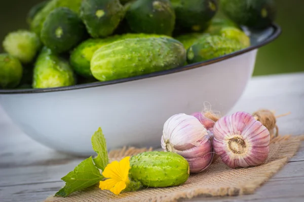 Cucumbers in metal bowl and garlic in garden on sunny day — Stock Photo, Image