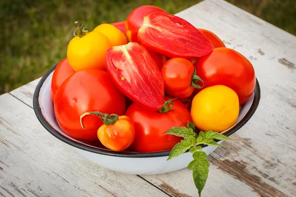 Pomidory z zielonych liści w metalowe miski w ogrodzie na słoneczny dzień — Zdjęcie stockowe