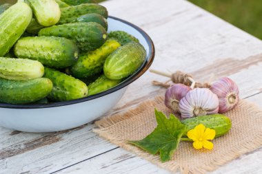 Metal kase ve sarımsak güneşli bahçe salatalık