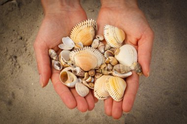 Deniz kabuğu Plajı'nda kadının elinde