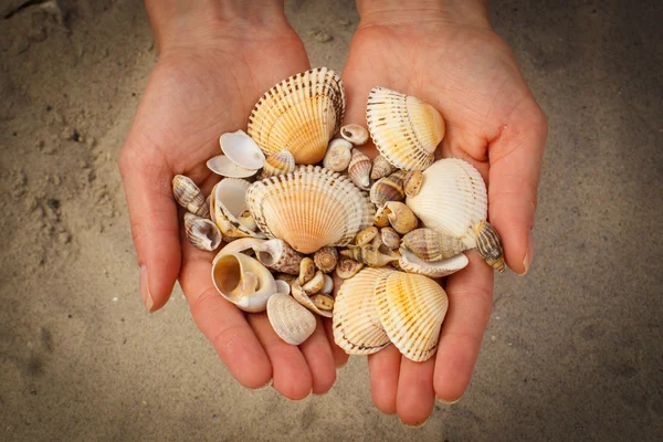 Seashells in hand of woman at the beach — Stock Photo, Image