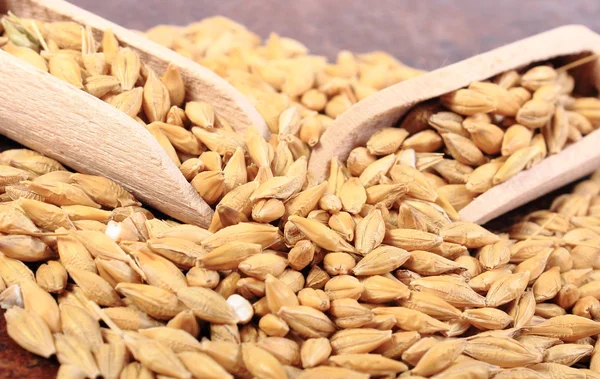 Montón de grano de cebada con cuchara de madera —  Fotos de Stock