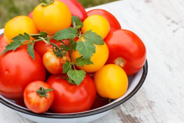 Domates yeşil yaprakları Bahçe metal kapta güneşli günde