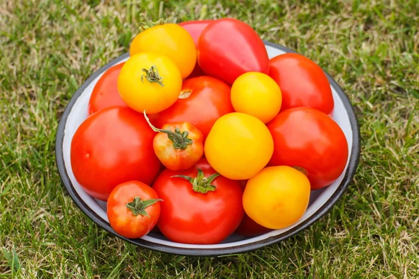 Tomates dans un bol en métal dans le jardin le jour ensoleillé — Photo