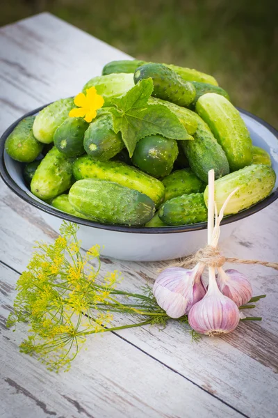 Cucumbers in metal bowl and fresh garlic with dill in garden on sunny day — Stock Photo, Image