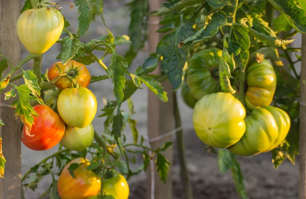 Tomates crescendo no jardim no dia ensolarado — Fotografia de Stock