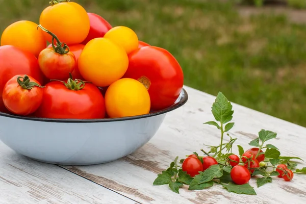 Pomidory w metalowej miski i Wiśniowe pomidory w ogrodzie na słoneczny dzień — Zdjęcie stockowe