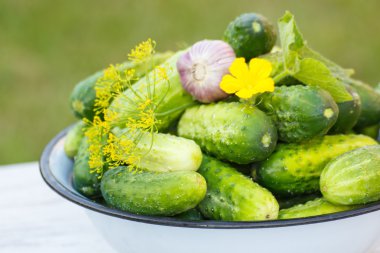 Cucumbers, garlic and dill in metal bowl in garden on sunny day