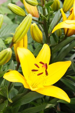 Bahçede güneşli yapraklarla lily çiçek