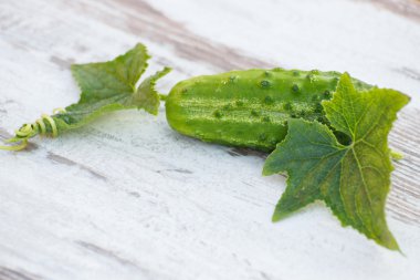 Salatalık ile güneşli Bahçe tabloda yapraklarda