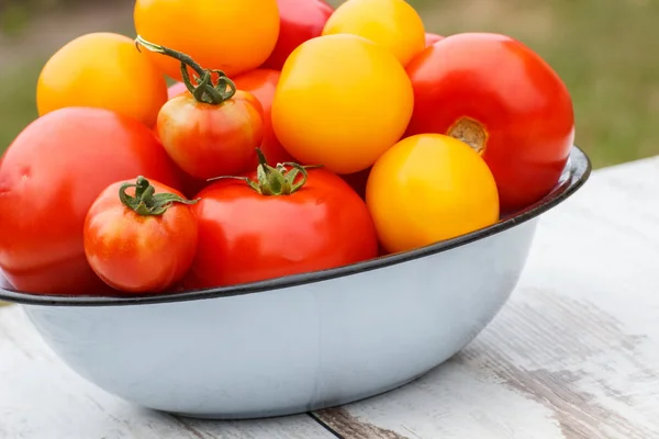 Tomater i metall skål i trädgården på solig dag — Stockfoto