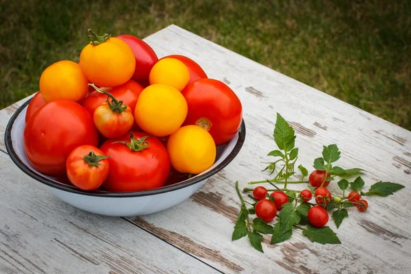 Tomates em tigela de metal e tomates cereja no jardim no dia ensolarado — Fotografia de Stock