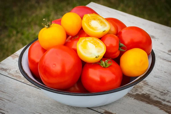 Pomidory w misce metali w ogrodzie na słoneczny dzień — Zdjęcie stockowe