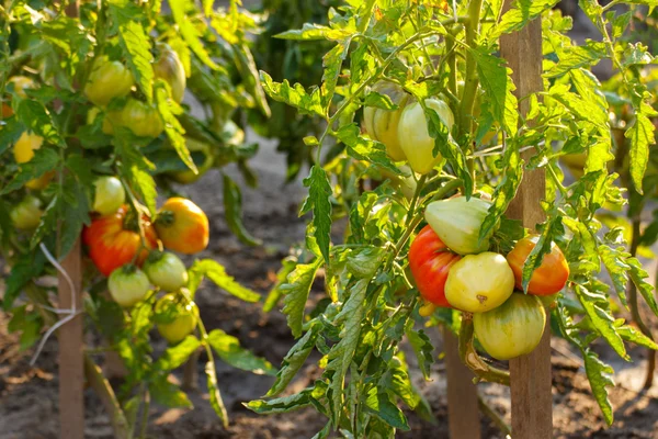 Tomater växer i trädgården på solig dag — Stockfoto