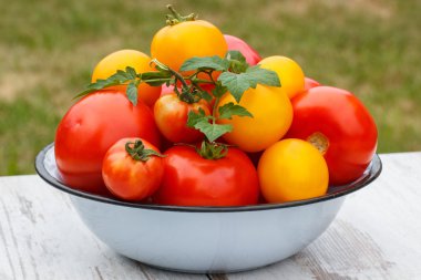 Domates yeşil yaprakları Bahçe metal kapta güneşli günde