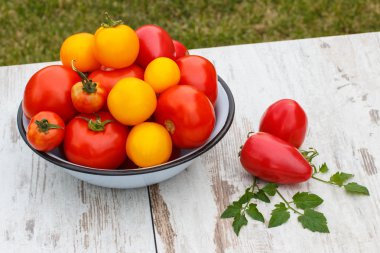 Domates yeşil yaprakları Bahçe metal kapta güneşli günde