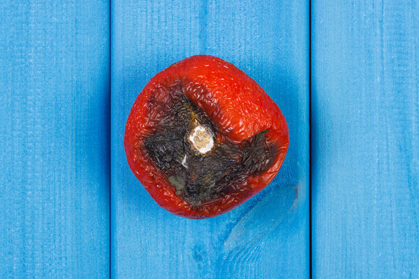 Old wrinkled tomato with mold on blue boards