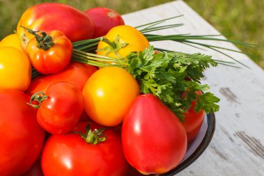 Yeşil maydanoz ve güneşli gün bahçede chives ile metal kapta domates