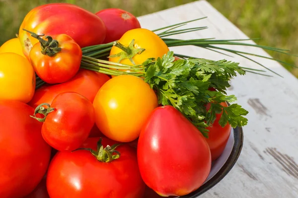 Tomatoes in metal bowl with green parsley and chives in garden on sunny day — Stock Photo, Image