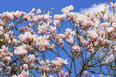 Çiçek açan Manolya çiçek mavi gökyüzü arka planda, Bahar