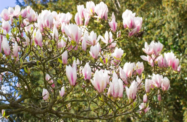 日当たりの良い庭や公園、春に咲くカラフルなモクレンの花 — ストック写真