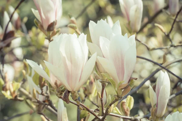 ビンテージ写真、日当たりの良い庭や公園、春に咲くカラフルなモクレンの花 — ストック写真