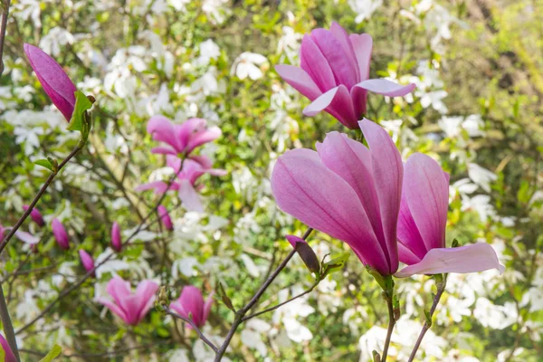 日当たりの良い庭や公園、春に咲くカラフルなモクレンの花 — ストック写真