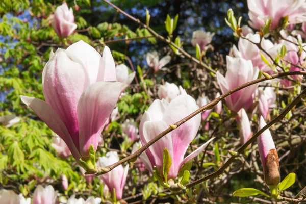 Bunga Magnolia mekar penuh warna di taman atau taman yang cerah, musim semi — Stok Foto