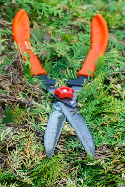 Trädgårdsarbete verktyg för att trimma buskar, säsongsbetonade klippta buskar — Stockfoto