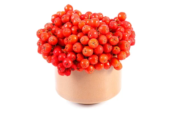 Bunch of red autumn rowan on white background — Stock Photo, Image