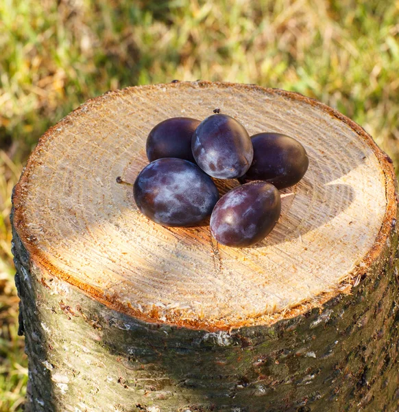 A fából készült stump, a kert napos szilva — Stock Fotó