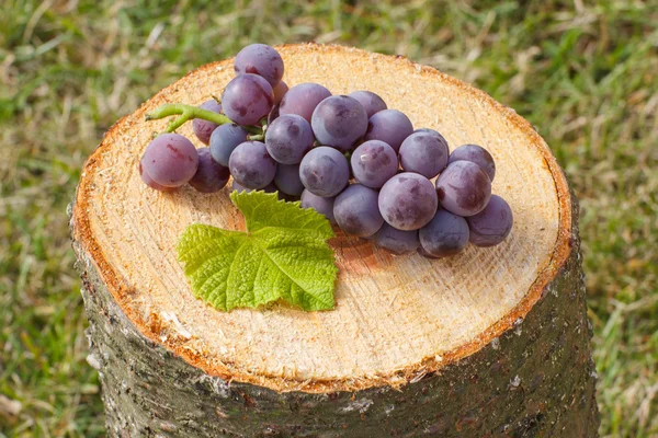 Grapes with leaf on wooden stump in garden on sunny day — Stock Photo, Image