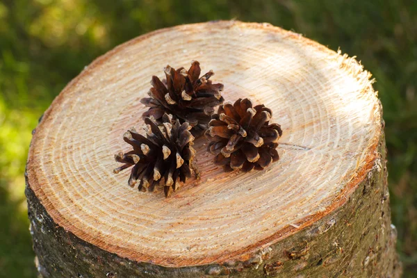 Conos de pino en tocón de madera en el jardín en el día soleado — Foto de Stock