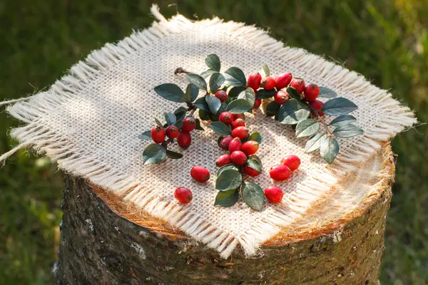 Cotoneaster com folhas no toco de madeira no jardim — Fotografia de Stock