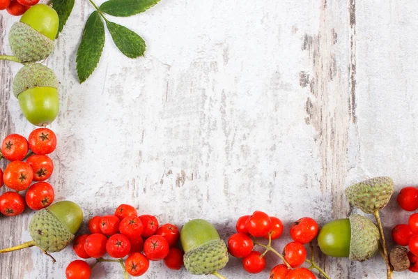 Πλαίσιο της κόκκινο rowan και πράσινο βελανίδι με αντίγραφο χώρο για κείμενο — Φωτογραφία Αρχείου