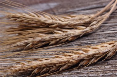 Ears of rye grain on wooden background