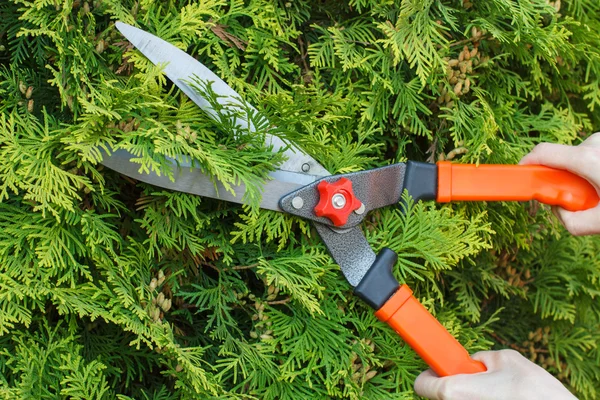 Hands of woman uses gardening tool to trim bushes — Stock Photo, Image