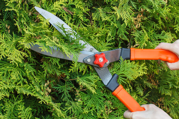 Hands of woman uses gardening tool to trim bushes