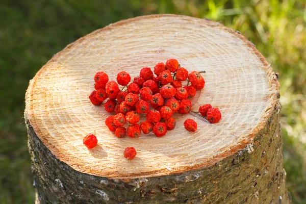 Red autumn rowan on wooden stump in garden — Stock Photo, Image