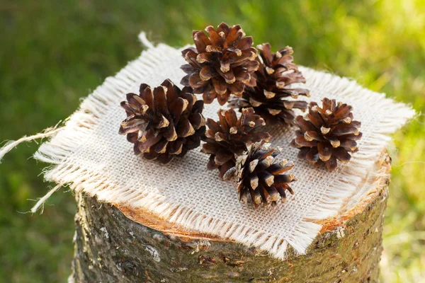 Pine cones on wooden stump in garden on sunny day — Stock Photo, Image