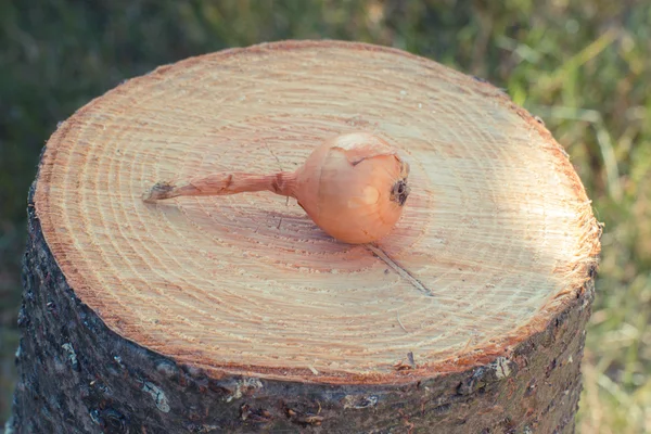 Vintage photo, Natural unpeeled onion on wooden stump — Stock Photo, Image